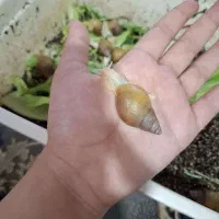 حلزون البینو سفید