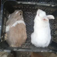 11عدد خرگوش سفید وقهویی وقرمز سفید قیمت120|موش و خرگوش|رامیان, |دیوار