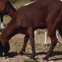 فروش دوبز و دو کهره و یک گیسه|حیوانات مزرعه|نگین کویر, |دیوار