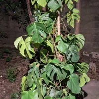 گل برگ انجیری