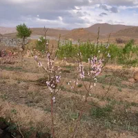 باغ-در-روستای-سه