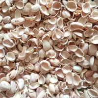 خرید پوست پسته استخوانی