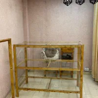 چند عدد وسایل مغازه به فروش میرسد|لباس|رودسر, |دیوار