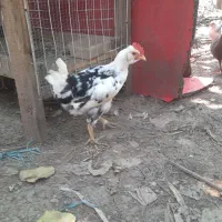 خروس و جوجه گلین