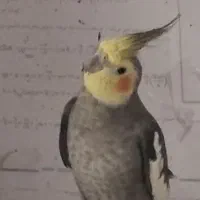عروس هلندی نر