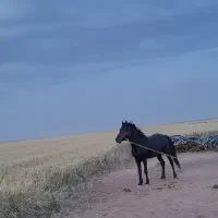 اسب کرد نر|اسب و تجهیزات اسب‌سواری|کبودرآهنگ, |دیوار