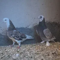 طوقی اوچان شازده