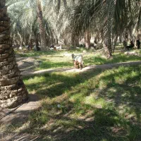 بز داشتی