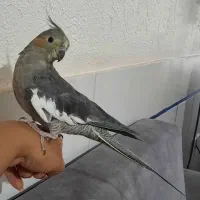 عروس ماده بالغ،۹ ماهه،دستی