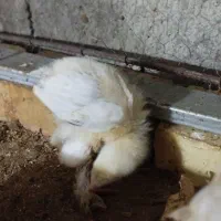 جوجه برهما ۴ تا ۱ نیم ماهه و ۴ تا ۲۰ روزه قیمت مفت