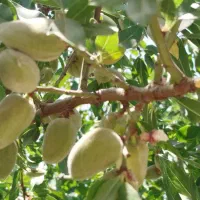 فروش ویلا کوهپایه ،کرمان،،|فروش خانه و ویلا|اسفیچ, |دیوار