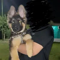 گمشده ژرمن این سگه مریضه باید دارو بخوره|حیوانات|دوگنبدان, |دیوار