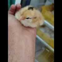 فروش تعدادی جوجه محلی