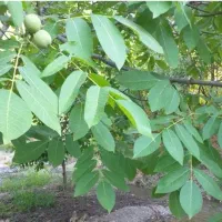 فروش-یا-معاوضه-باغ-گردو-و-گیلاس-در-روستای-یاسه-چای
