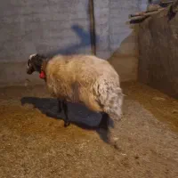 2راس قوچ افشاری درجه یک|حیوانات مزرعه|مبارکه, |دیوار