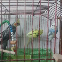 عروس هلندی و مرغ عشق