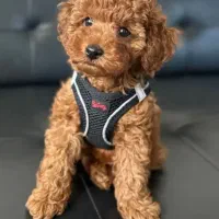 توی پودل ۳ ماهه پسر صدرصداصیل،پدرو مادر هردو پودل