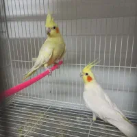 جفت‌عروس‌هلندی‌مولد و عروس اهلی