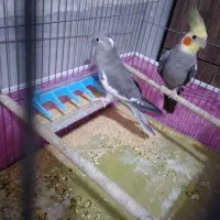 عروس هلندی و یگ جفت فنج|پرنده|قم, نیروگاه|دیوار