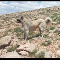 سگ سرابی