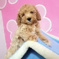 سگ توی پودل