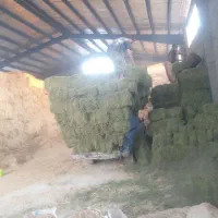یونجه
