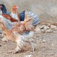 نیمچه برهما مرغ و خروس|حیوانات مزرعه|شیراز, دارالرحمه|دیوار