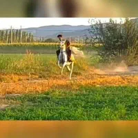 اسب سفید بازی دار