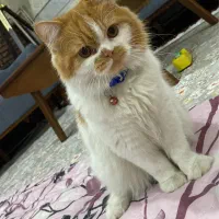 گربه نر بریتیش|گربه|قم, انصارالحسین|دیوار