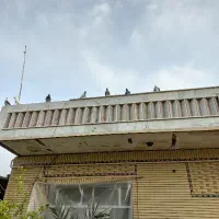 کبوتر پرش ومسافتی