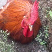 خروس خوشگل معاوضه هم دارم