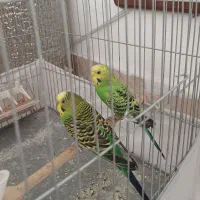 مرغ عشق