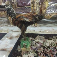 خرس لار خشک شده