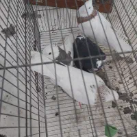 کفتر|پرنده|مرودشت, استادیوم‎|دیوار