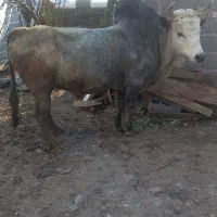 ورزا‌محلی|حیوانات مزرعه|رشت, شهرک صنعتی|دیوار