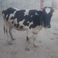 گاو شیری|حیوانات مزرعه|دهگلان, |دیوار