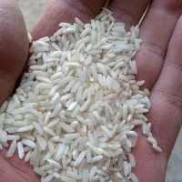 برنج دانه بلند پاکستانی|خوردنی و آشامیدنی|شادگان, |دیوار