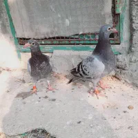 جوجه مسافتی خون خالص