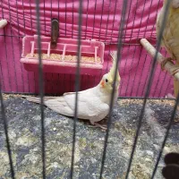 جوجه عروس هلندی