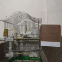 ۴ جفت عروس هلندی مولد|پرنده|سلماس, |دیوار