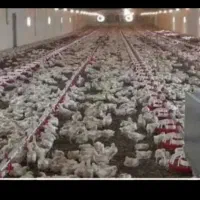 فروش مرغداری/مرغ گوشتی/فروش فوری/جاده مغان