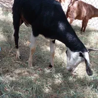 گوسفند