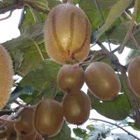 کیوی هایوارد درجه یک|عمده‌فروشی|لیسار, |دیوار