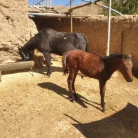 فروش اسب محلی وکره عرب با شناسنامه دار قیمت توافقی|اسب و تجهیزات اسبسواری|همدان, |دیوار