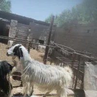 فروش بز