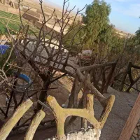 تور بارش شهابی کویر کاشان|تور و چارتر|تهران, فلسطین (میدان انقلاب)|دیوار