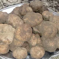 قارچ ترافل دومبلان،اغر