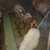 بره چاق کشتاری