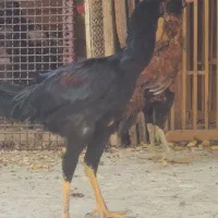 لاری|حیوانات مزرعه|خمینیشهر, |دیوار