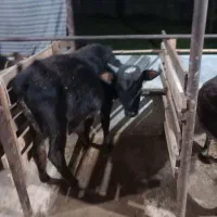 ورزا کوله های چالوسی همه اث فروشی|حیوانات مزرعه|سنگر, |دیوار